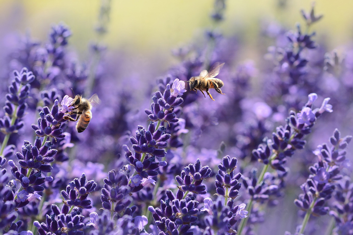 Foto van lavendel met bijen.