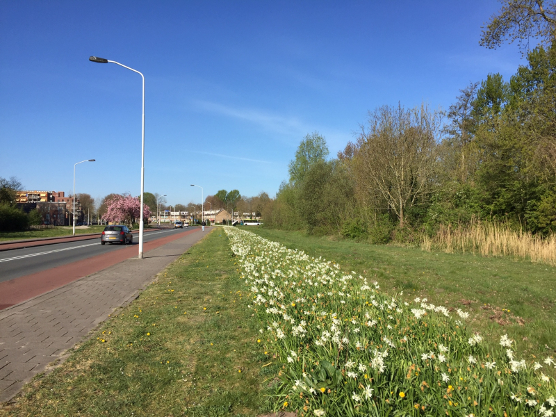 Foto van het bloemenlint langs de Twiskeweg