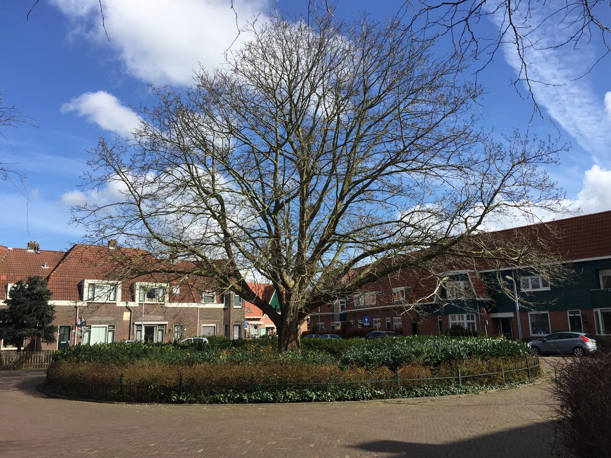 Klaas Katerstraat boom in Transvaalbuurt