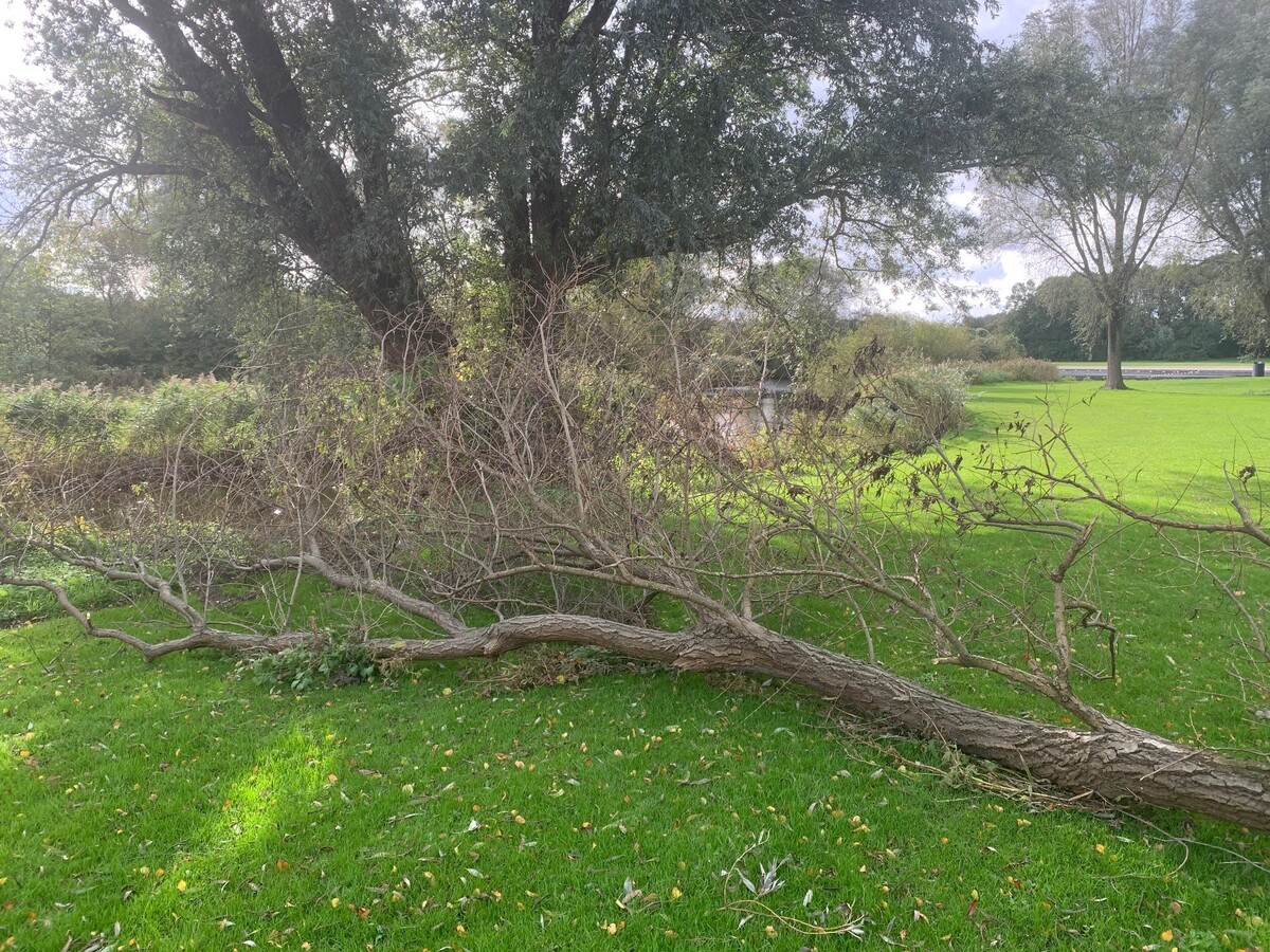 Foto van een omgevallen boom