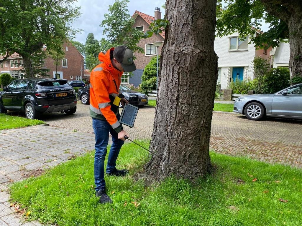 Op deze foto controleert een inspecteur een boom tijdens de boomveiligheidscontrole